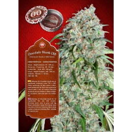 Chocolate Skunk CBD – 00 Seeds – detail CBD odrůdy