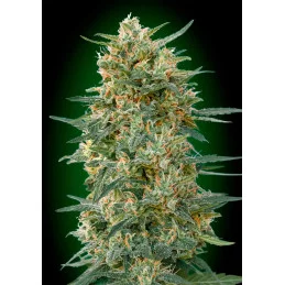 GORILLA FAST - OO Seeds SEEDS-BANK.CZ JIHLAVA