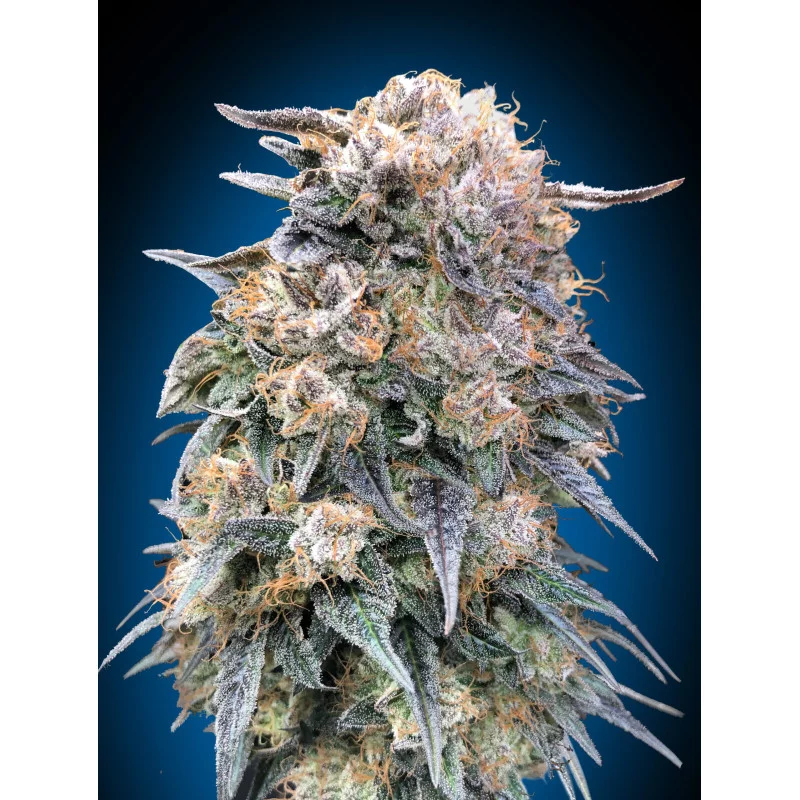 OO KUSH FAST - OO Seeds SEEDS-BANK.CZ JIHLAVA