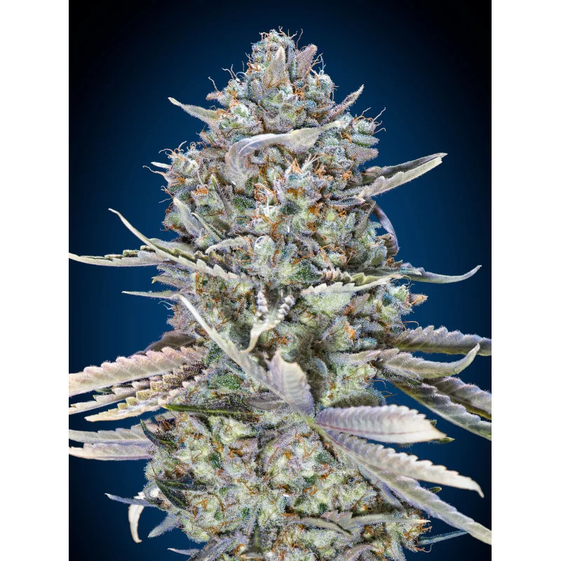 Blue Dream Fast – 00 Seeds – rychle kvetoucí feminizovaná semena