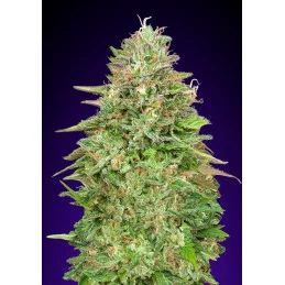 CRITICAL POISON FAST - OO Seeds SEEDS-BANK.CZ JIHLAVA