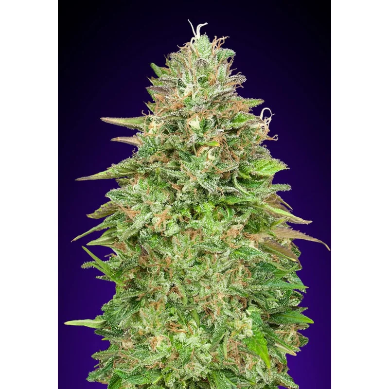 Critical Poison FAST – 00 Seeds – rychle kvetoucí feminizovaná semena