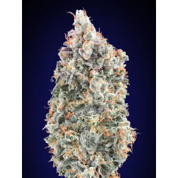 Blueberry FAST - OO Seeds -...