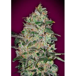 BUBBLE GUM FAST - OO Seeds SEEDS-BANK.CZ JIHLAVA