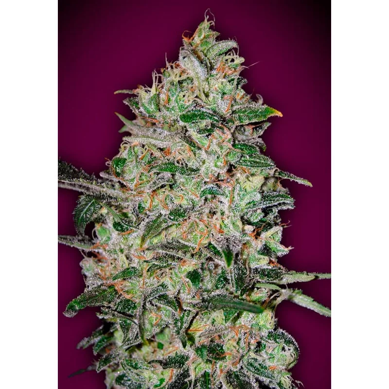 BUBBLE GUM FAST - OO Seeds SEEDS-BANK.CZ JIHLAVA