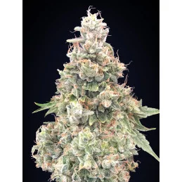 CALIFORNIA KUSH FAST - OO Seeds SEEDS-BANK.CZ JIHLAVA