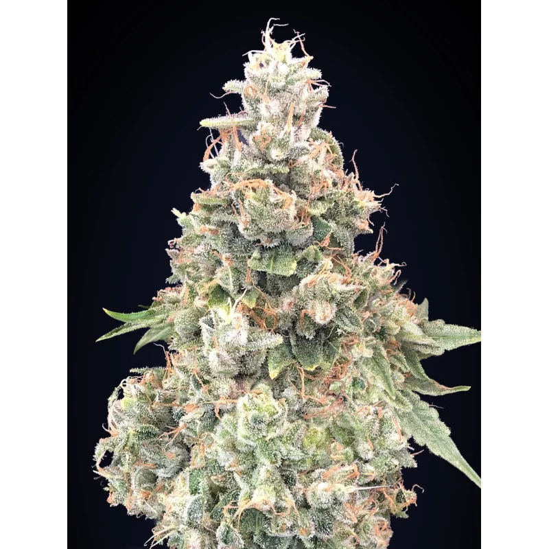 California Kush FAST – 00 Seeds – rychle kvetoucí feminizovaná semena