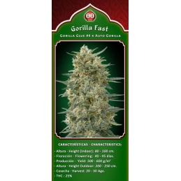 GORILLA FAST - OO Seeds SEEDS-BANK.CZ JIHLAVA