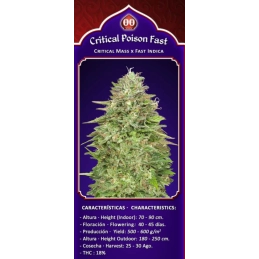Critical Poison FAST – 00 Seeds – originální balení semen