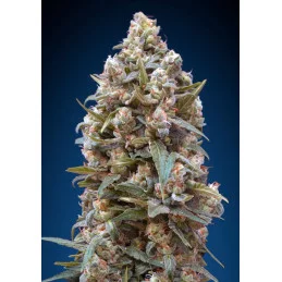 OO Kush - OO Seeds SEEDS-BANK.CZ JIHLAVA