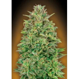 OO SKUNK - OO Seeds - SEEDS-BANK.CZ JIHLAVA