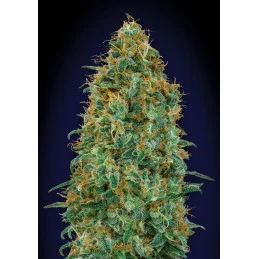 BLUEBERRY - OO Seeds - SEEDS-BANK.CZ JIHLAVA