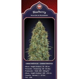 BLUEBERRY - OO Seeds - SEEDS-BANK.CZ JIHLAVA