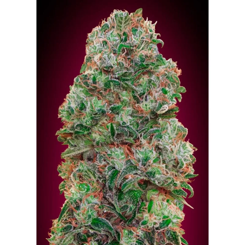 Bubble Gum – 00 Seeds – feminizovaná semena konopí