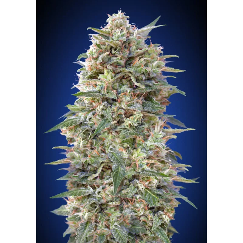 CALIFORNIA KUSH - OO Seeds - SEEDS-BANK.CZ JIHLAVA