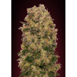 CARAMEL KUSH - OO Seeds - SEEDS-BANK.CZ JIHLAVA