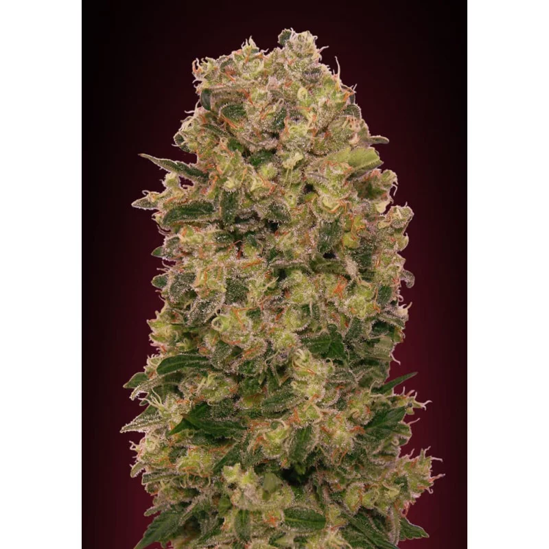 Caramel Kush – 00 Seeds – feminizovaná semena konopí