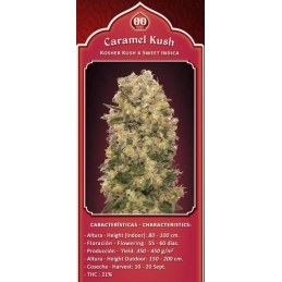 Caramel Kush – 00 Seeds – detail květu odrůdy