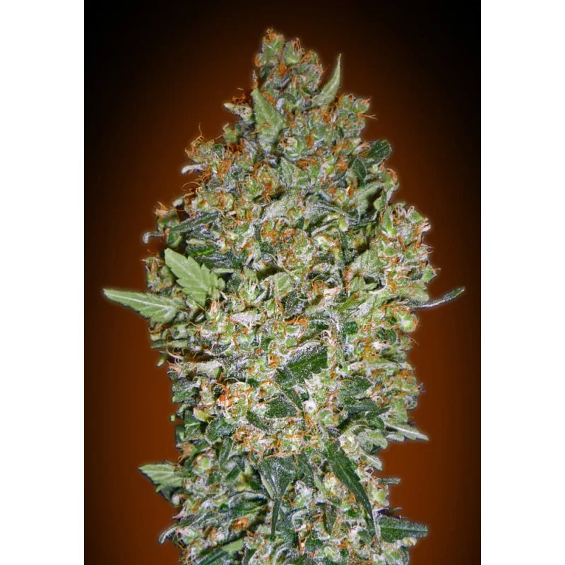 Cheese Berry – 00 Seeds – feminizovaná semena konopí