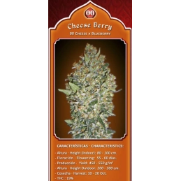Cheese Berry – 00 Seeds – detail květu odrůdy s popisem