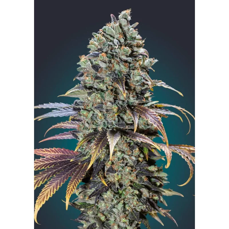 CHOCOLATE CREAM - OO Seeds - SEEDS-BANK.CZ JIHLAVA