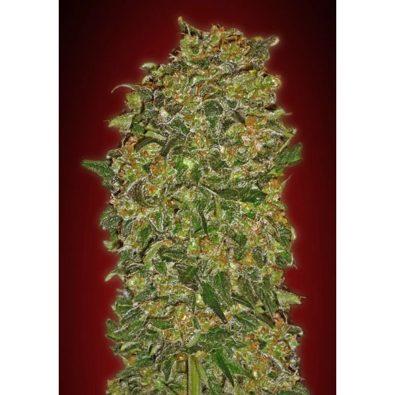 Chocolate Kush – 00 Seeds – feminizovaná semena konopí