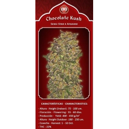 Chocolate Kush – 00 Seeds – detail květu odrůdy + popis