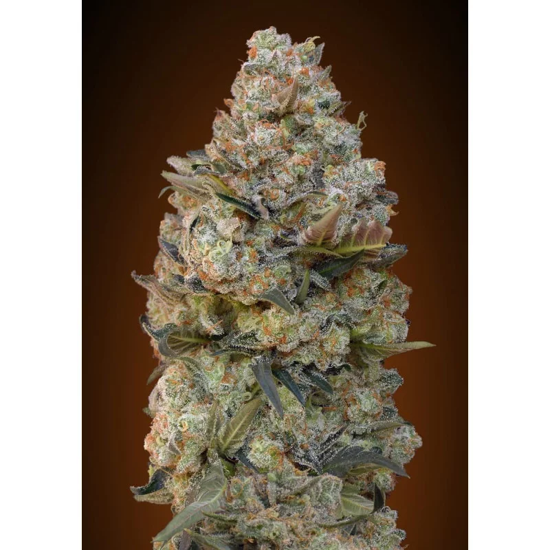 CHOCOLATE SKUNK - OO Seeds - SEEDS-BANK.CZ JIHLAVA