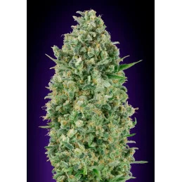 Critical Poison – 00 Seeds – feminizovaná semena konopí