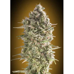 DO-SI-DOS COOKIES - OO Seeds - SEEDS-BANK.CZ JIHLAVA