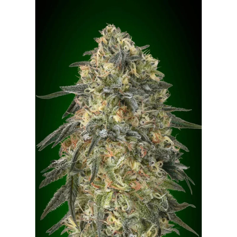 GORILLA - OO Seeds - SEEDS-BANK.CZ JIHLAVA