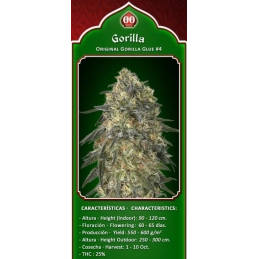 GORILLA - OO Seeds - SEEDS-BANK.CZ JIHLAVA