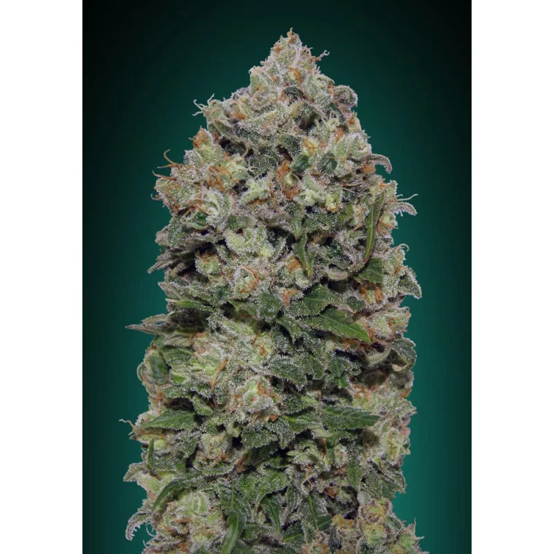 NORTHERN LIGHTS - OO Seeds - SEEDS-BANK.CZ JIHLAVA