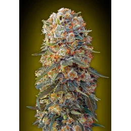 SWEET CRITICAL - OO Seeds - SEEDS-BANK.CZ JIHLAVA