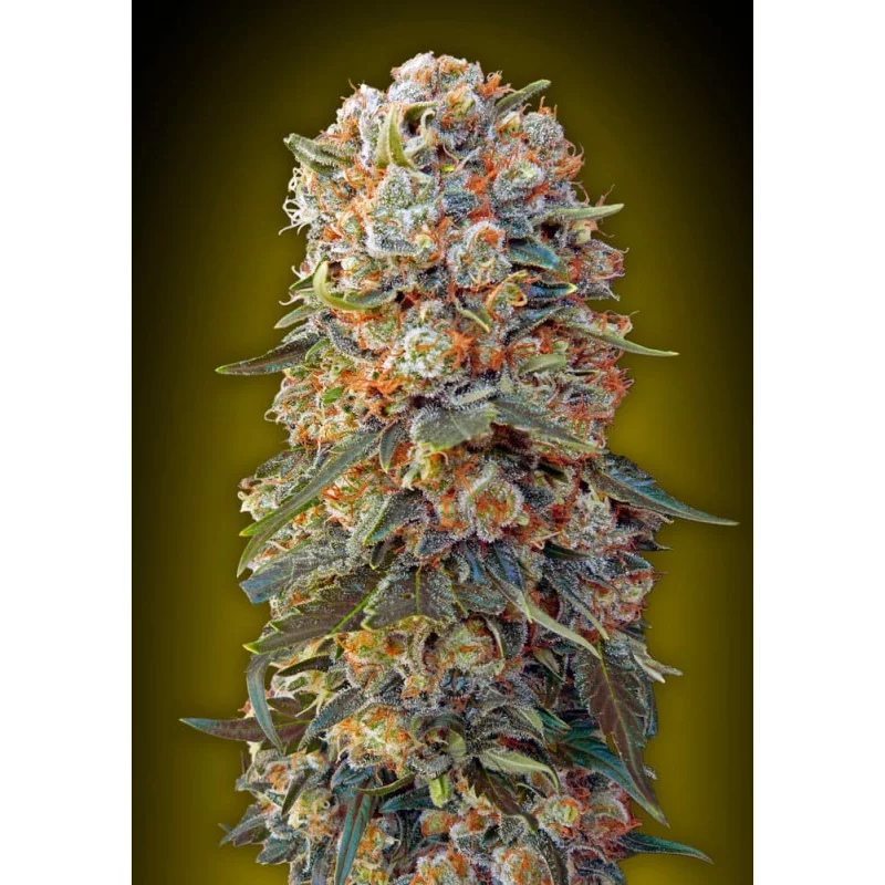 SWEET CRITICAL - OO Seeds - SEEDS-BANK.CZ JIHLAVA