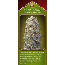 SWEET CRITICAL - OO Seeds - SEEDS-BANK.CZ JIHLAVA
