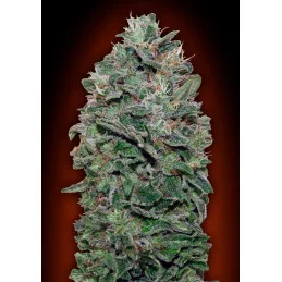 SWEET SOMANGO - OO Seeds - SEEDS-BANK.CZ JIHLAVA