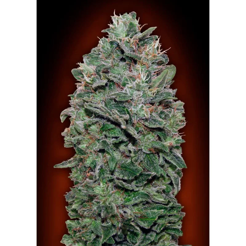 SWEET SOMANGO - OO Seeds - SEEDS-BANK.CZ JIHLAVA