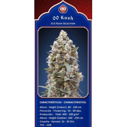 OO Kush - OO Seeds - SEEDS-BANK.CZ JIHLAVA