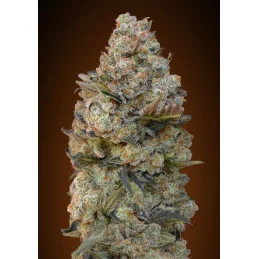 CHOCOLATE SKUNK - OO Seeds - SEEDS-BANK.CZ JIHLAVA