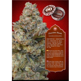 CHOCOLATE SKUNK - OO Seeds - SEEDS-BANK.CZ JIHLAVA