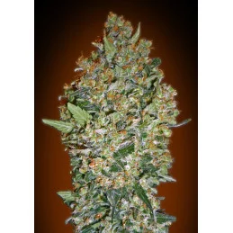 CHEESE BERRY - OO Seeds - SEEDS-BANK.CZ JIHLAVA