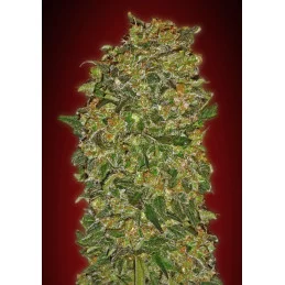 CHOCOLATE KUSH - OO Seeds - SEEDS-BANK.CZ JIHLAVA
