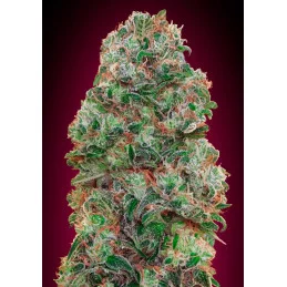 Bubble Gum – součást Female Collection 2 od 00 Seeds