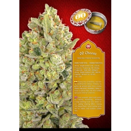 OO CHEESE - OO Seeds SEEDS-BANK.CZ JIHLAVA
