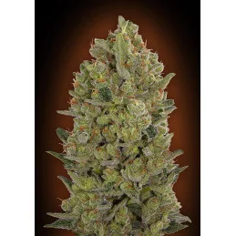 00 Cheese – součást Female Collection 3 od 00 Seeds