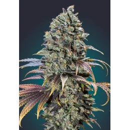 CHOCOLATE CREAM - OO Seeds - SEEDS-BANK.CZ JIHLAVA