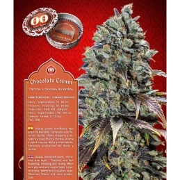 CHOCOLATE CREAM - OO Seeds - SEEDS-BANK.CZ JIHLAVA