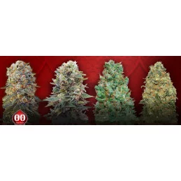 Female Collection #4 - OO Seeds - SEEDS-BANK.CZ JIHLAVA