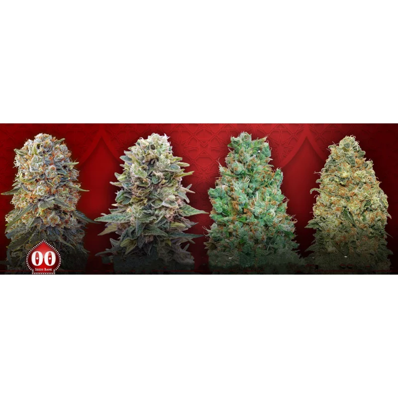 Female Collection #5 - OO Seeds - SEEDS-BANK.CZ JIHLAVA
